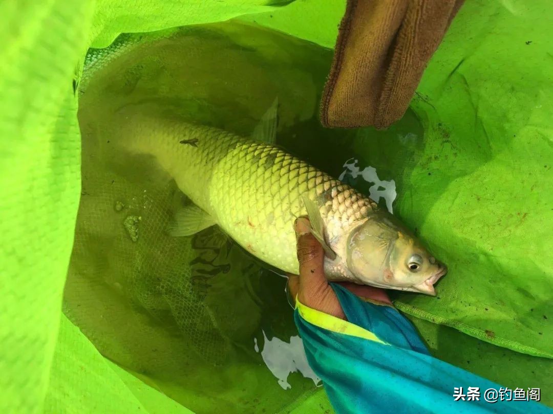 不到2米的水深怎么钓鲤鱼,中间水深但是够不到怎么钓大鱼