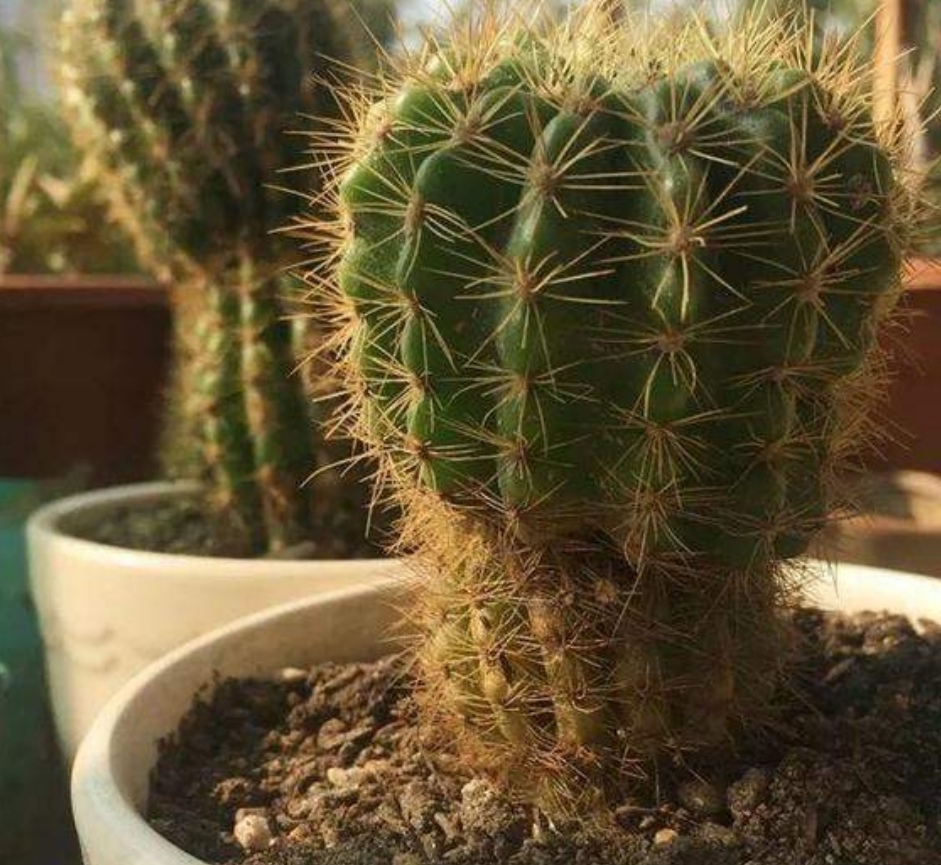 仙人球腐烂早期如何挽救,仙人球腐烂的原因及处理方法