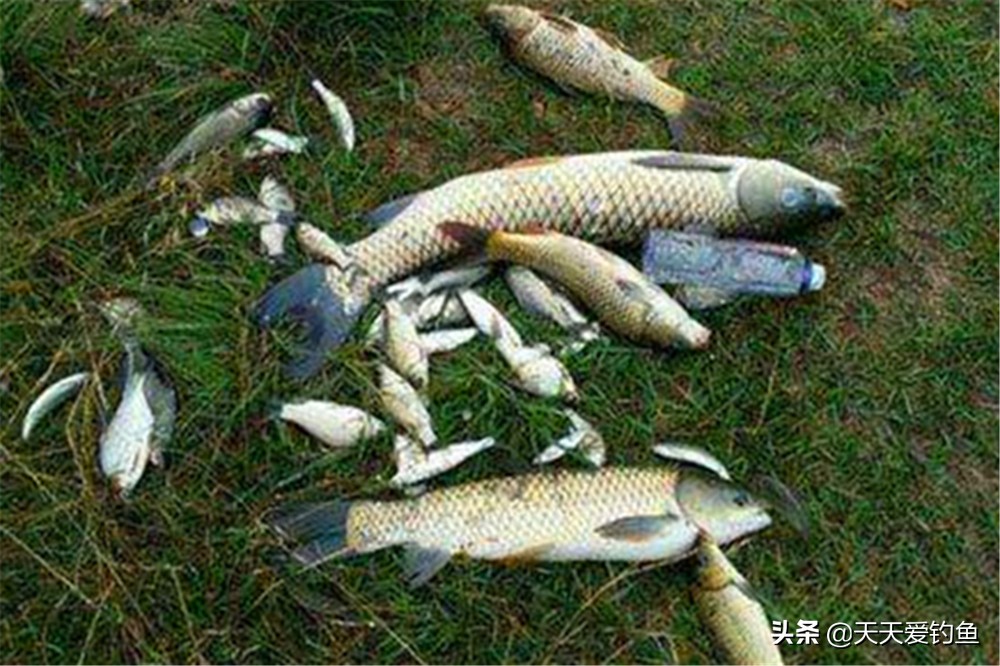 钓鱼技巧:一年中钓鱼最好的几个时机,抓准时机比技巧还重要