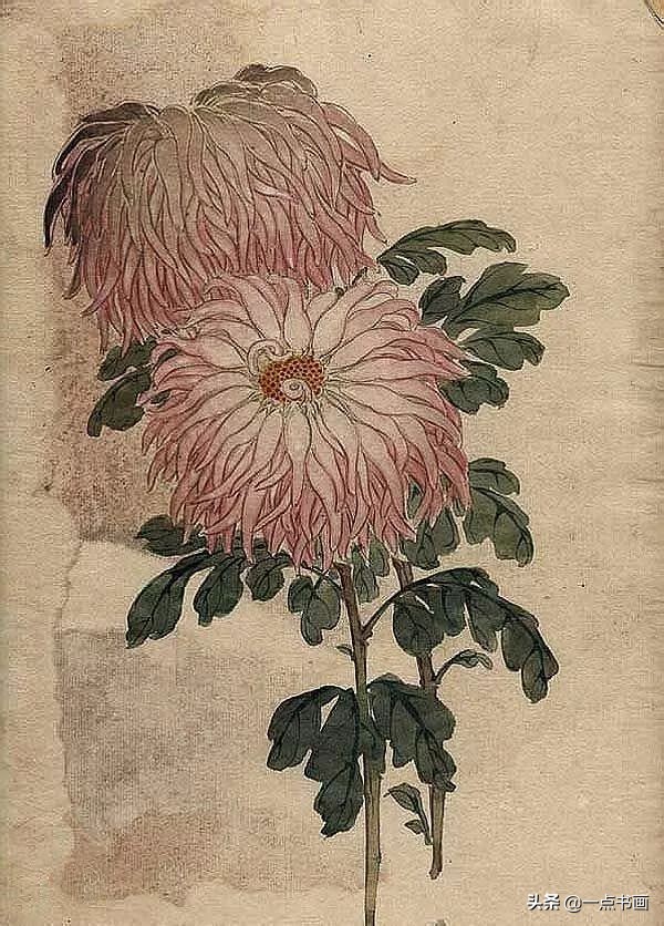 缪谷瑛菊花国画作品专辑,缪谷瑛菊花画法