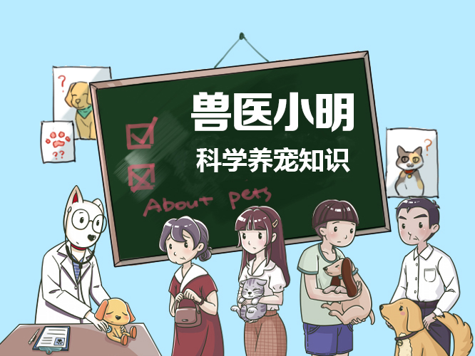 狗狗常见的呕吐主要有哪几种情况,狗狗呕吐怎么办教你看呕吐物判断