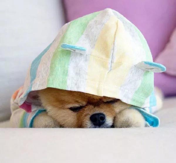 狗张不开嘴还流粘东西