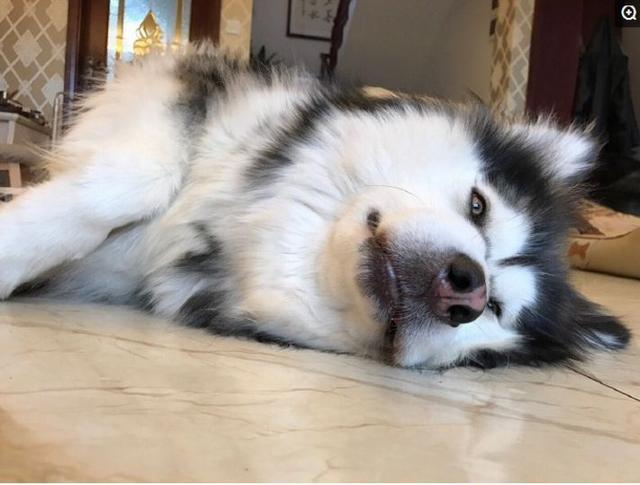 狗狗发出什么声音是求救信号,狗狗求救的8种信号铲屎官自查