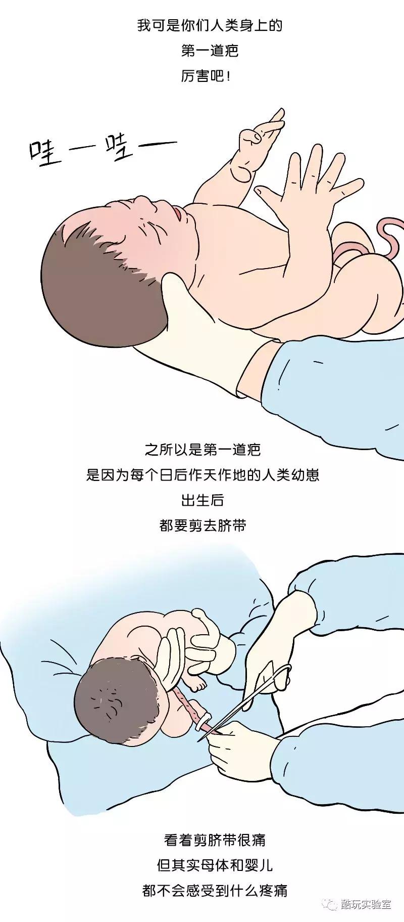 人类身上的第一道疤痕---肚脐眼，好神奇！（漫画）