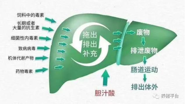 母猪霉菌毒素中毒症状和治疗,母猪怀孕期霉菌中毒怎么治疗