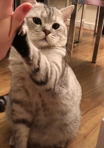 养猫咪的5大隐性危害宠物猫,养猫咪的5大隐形危害宠物猫