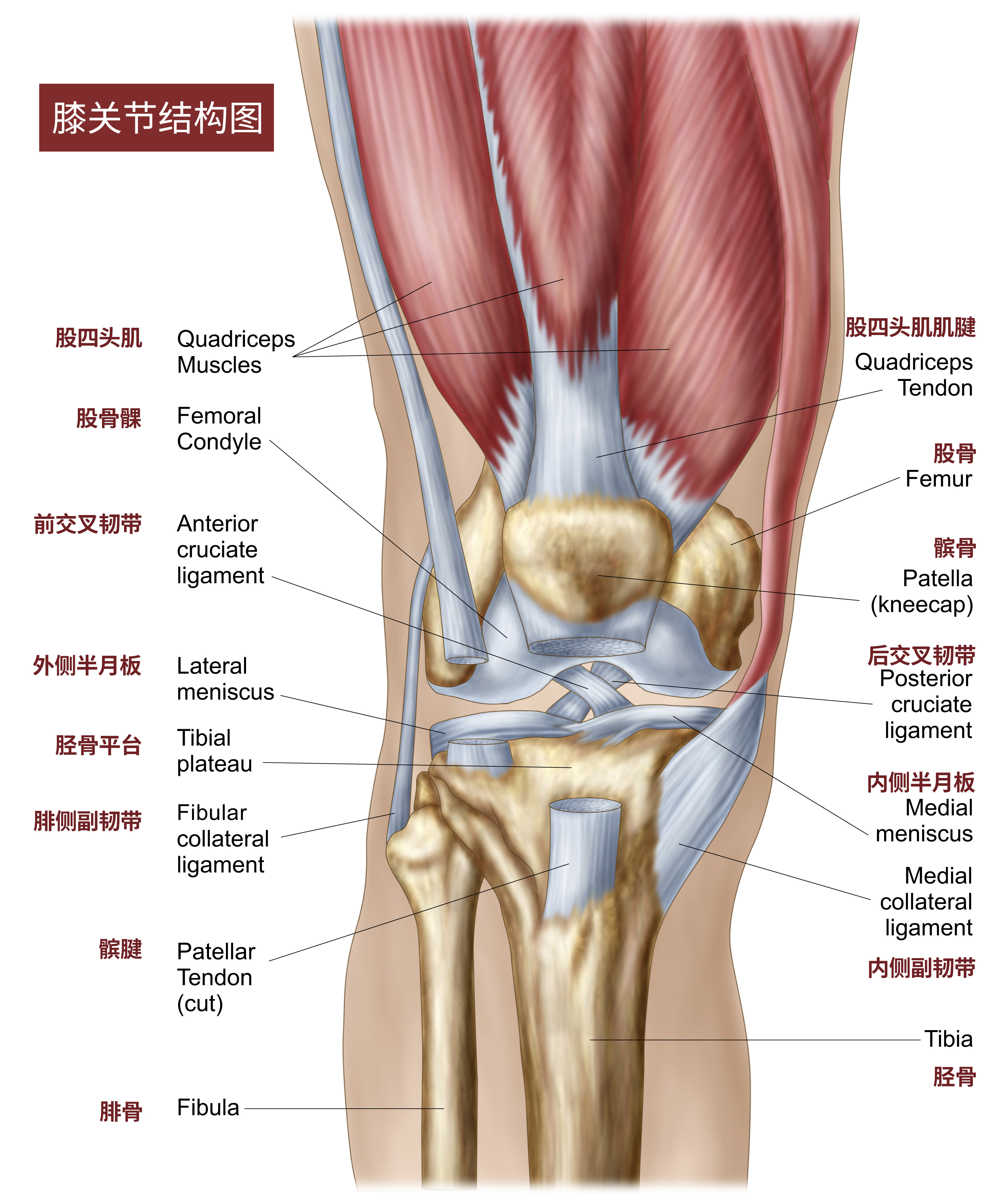 深蹲练习可以治疗膝关节吗,膝关节不好的人能练深蹲吗