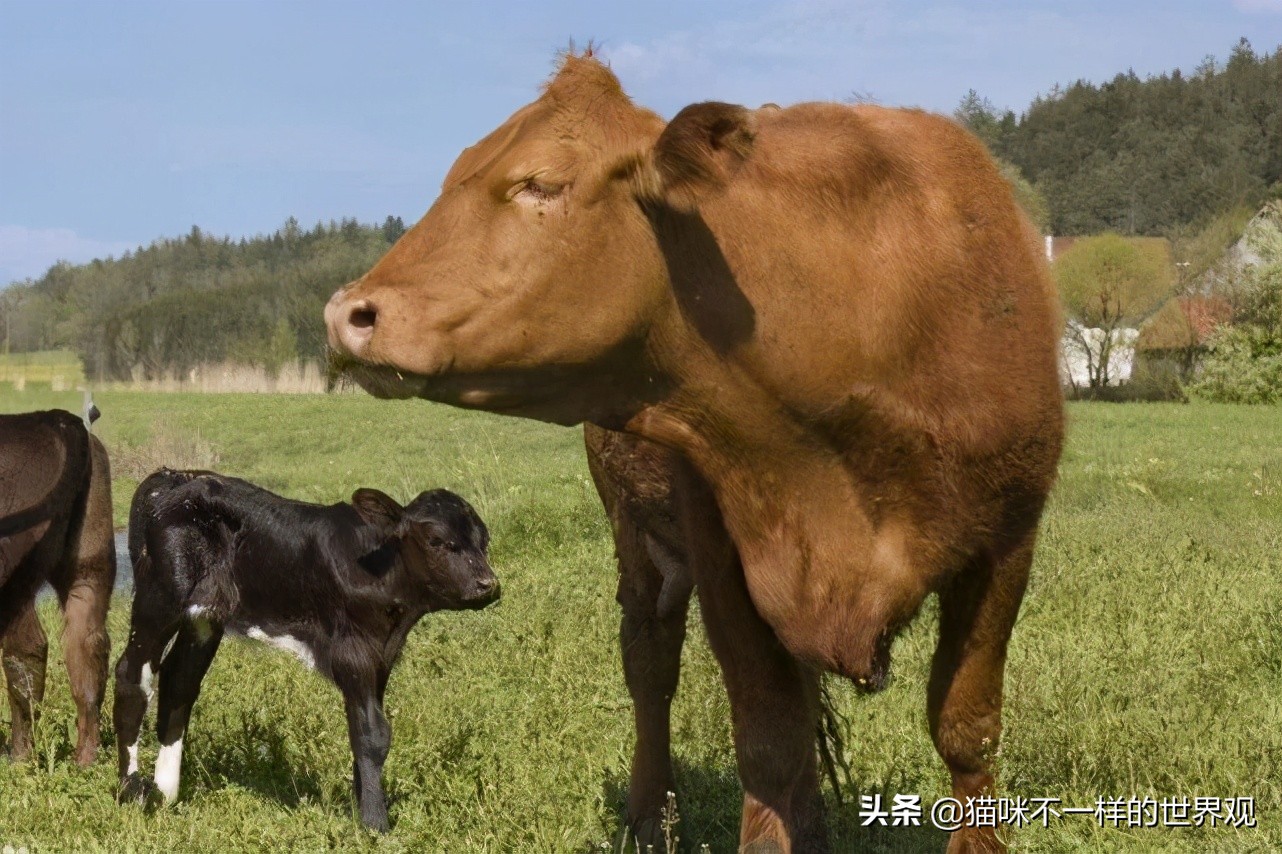 不断挑衅中国的澳大利亚,出口中国市场的牛肉被俄罗斯取代