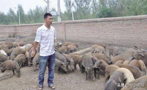 适合农村创业养殖项目有哪些,在农村创业养殖项目怎么做