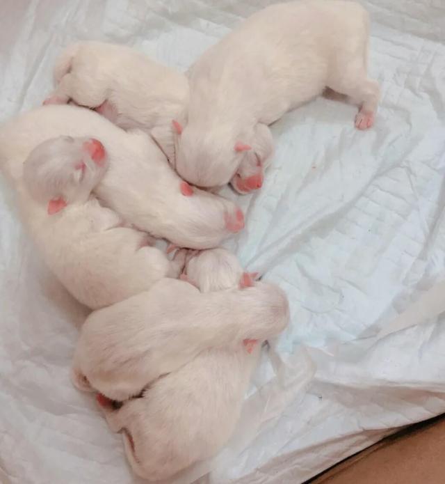 狗狗待产需要准备什么,狗狗怀孕期间注意什么事项和饮食