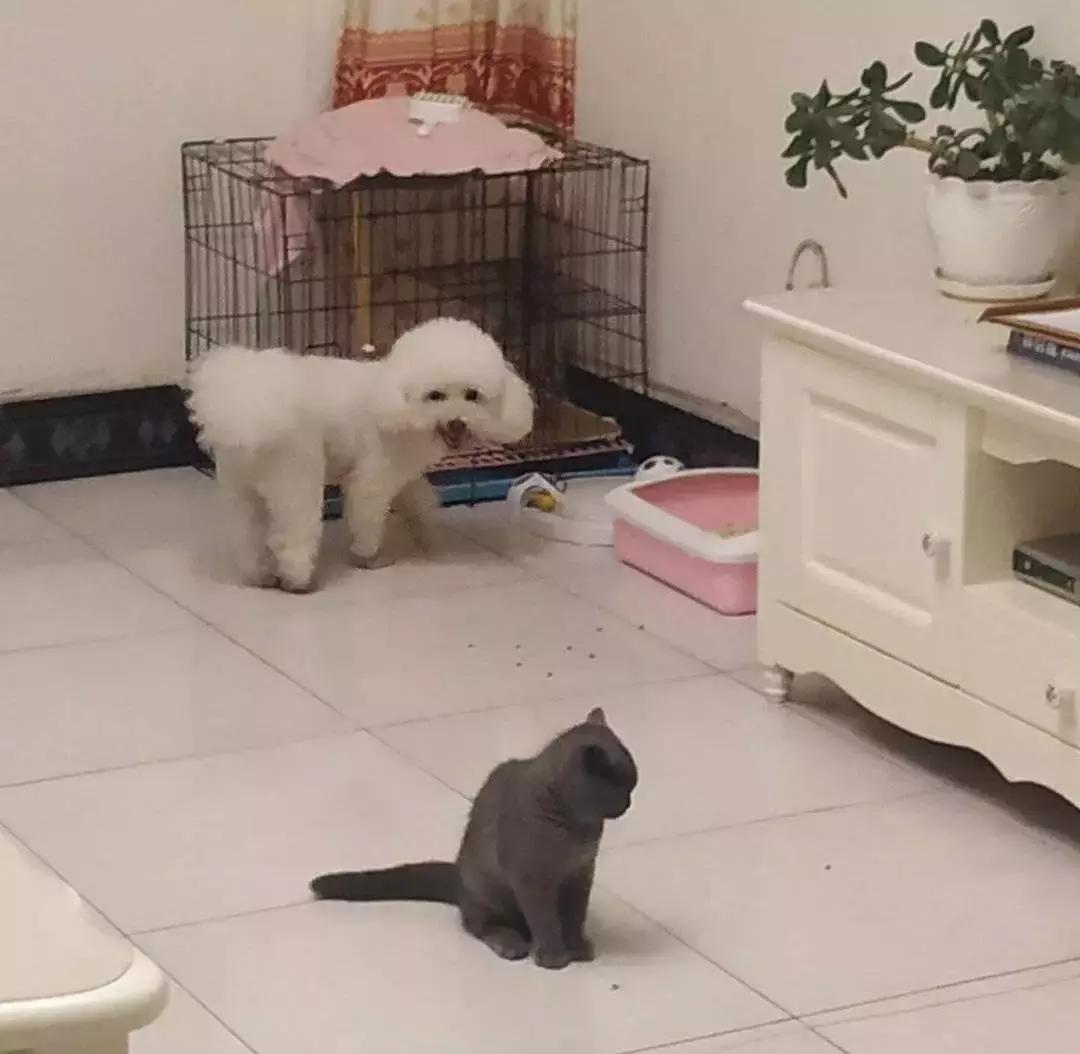 狗狗这么可爱，怎么舍得和它吵架呢？除非忍不住