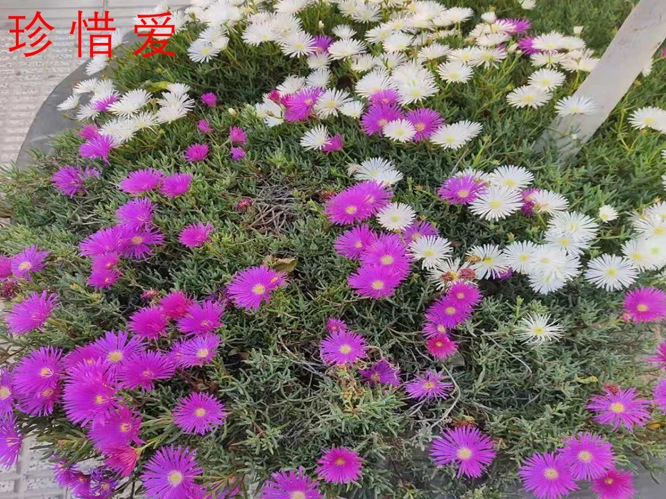 西班牙混血娃见证小伙伴疫情中美丽而坎坷的爱情