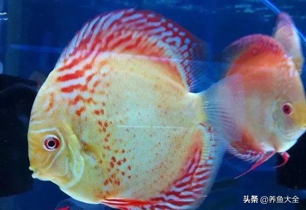 十大观赏鱼漂亮,最有价值的观赏鱼品种有哪些