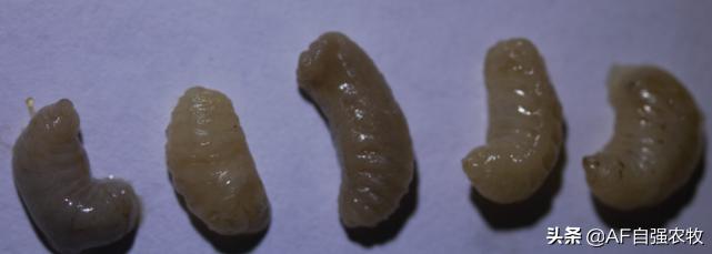 蜜蜂病虫害的防治技术,蜜蜂要怎么防治病虫害视频