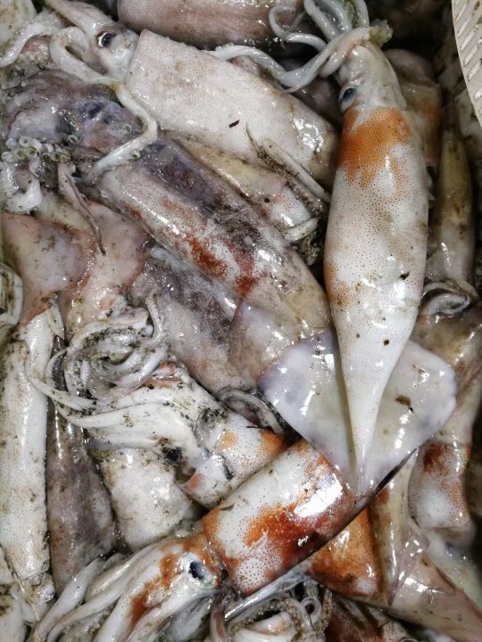 威海哪里有刚出海回来的海鲜,威海买海鲜哪里的新鲜便宜