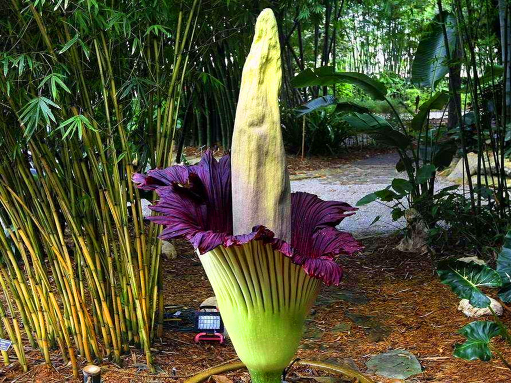 尸香魔芋什么时候迷惑胡八一,胡八一为什么没有被尸香魔芋迷惑