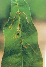 桃树9大虫害分析，蚜虫类、介壳虫类等虫害防治方法介绍