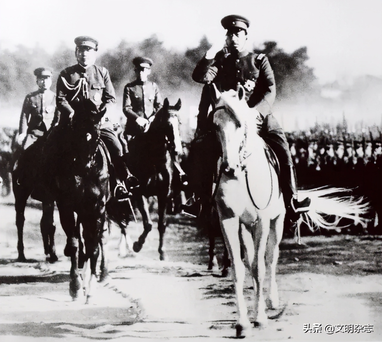 菊花王朝盛衰记,菊花王朝故事