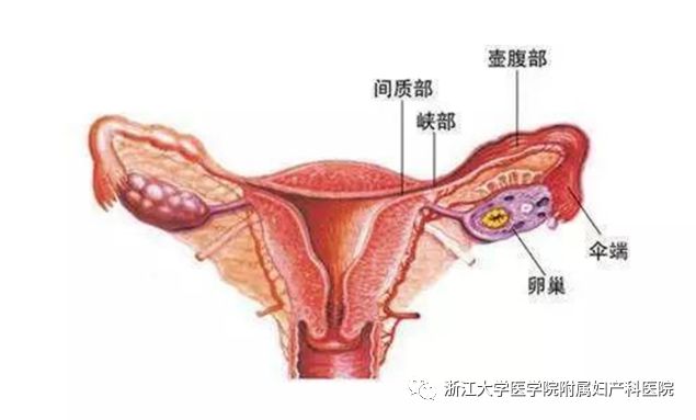 治疗不孕不育，就从这份“子宫输卵管造影全攻略“”开始