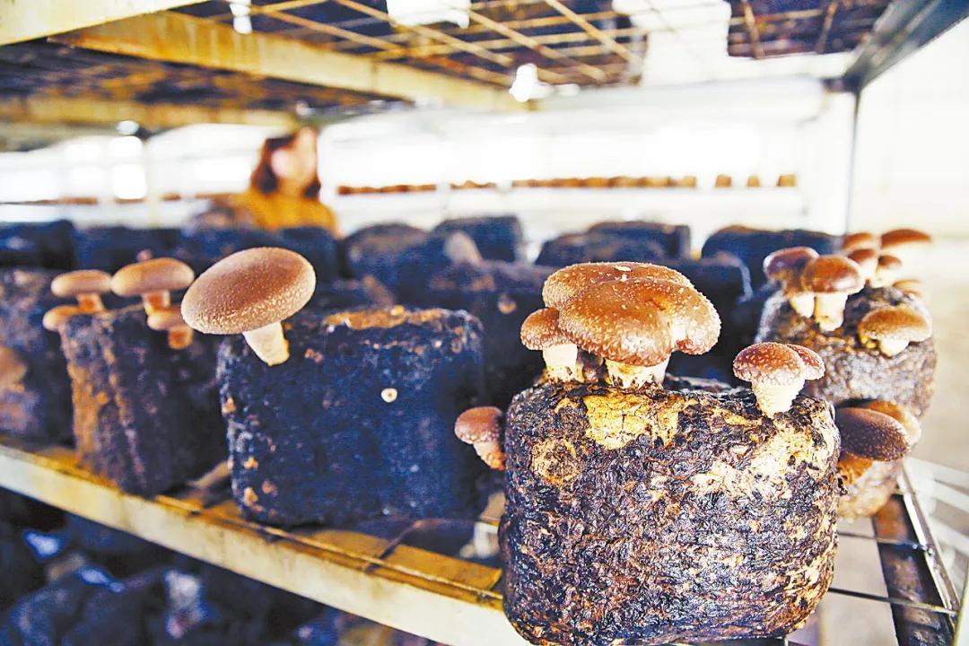 乡镇决战脱贫攻坚新闻报道,脱贫攻坚摘下贫困帽