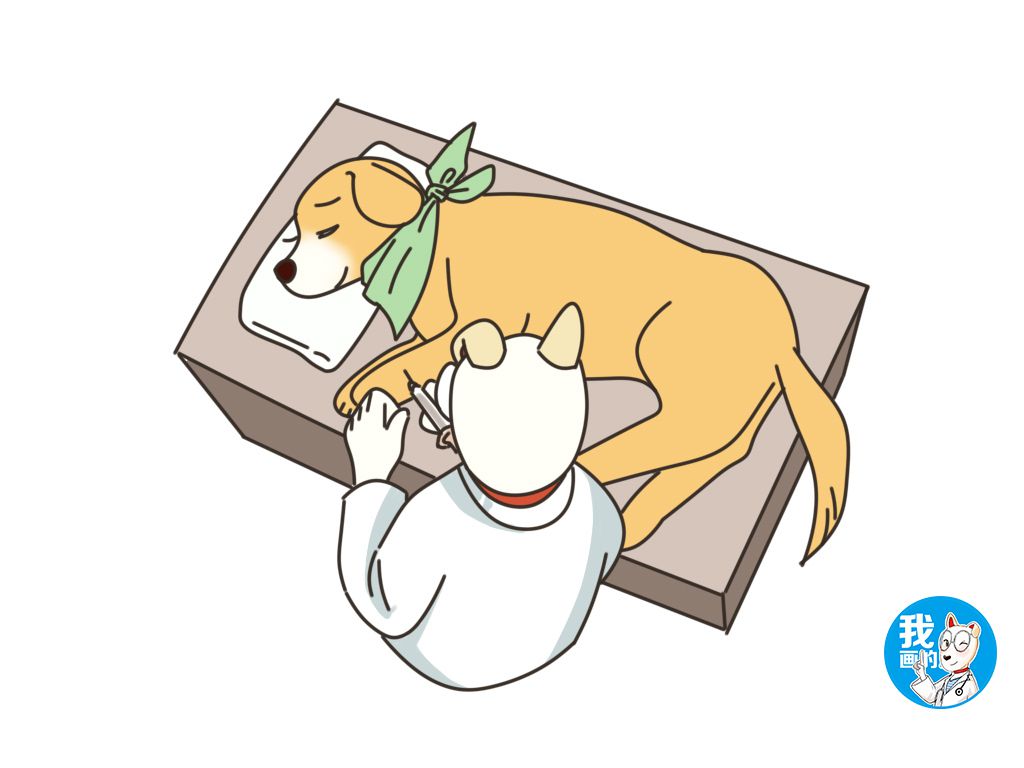 狗狗安乐死反悔了还可以救活吗,狗狗被安乐死后续