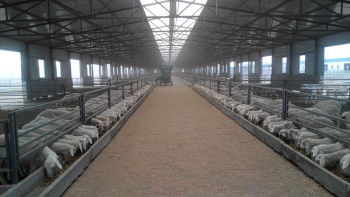 规模化羊场的发展趋势饲养员必将取代技术人员成为羊场发展主力