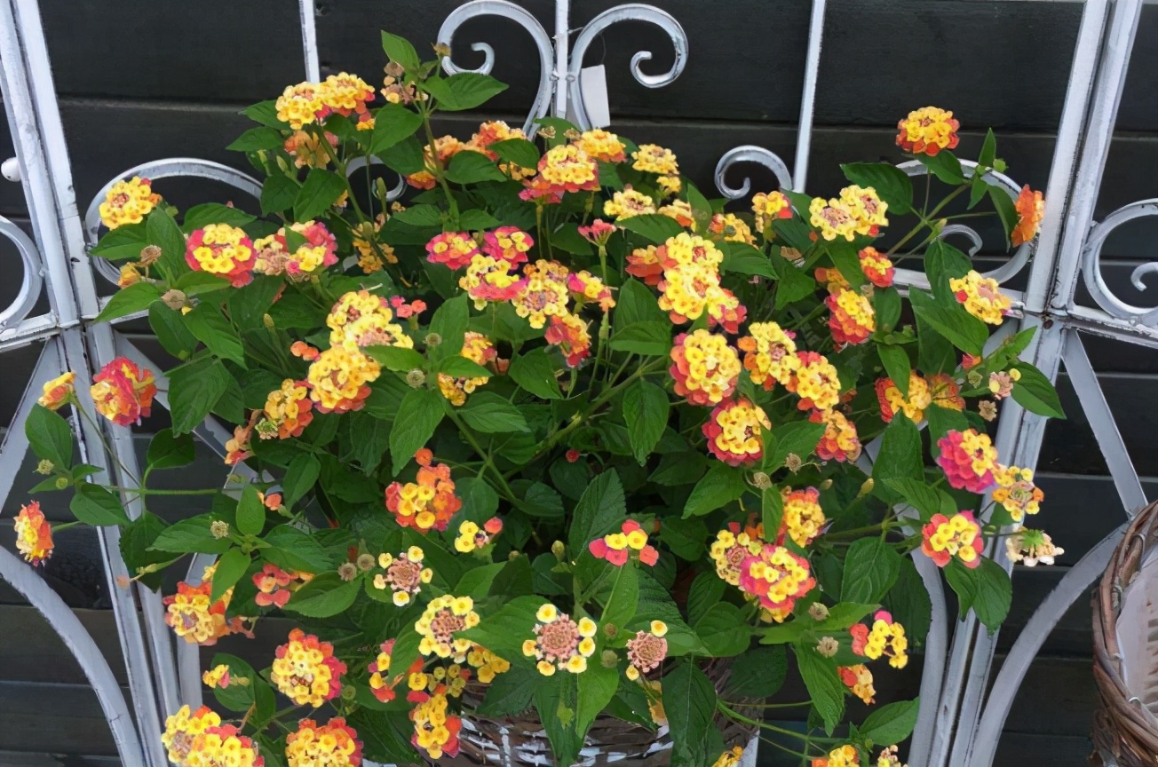 新手如何养好花卉,新手盆栽花怎么养