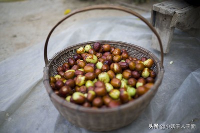 小孩偷枣被卡住,带孩子去自己家偷枣吃