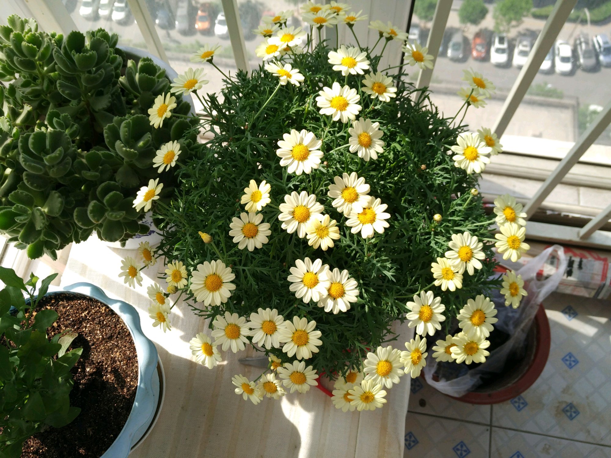 带花苞的菊花移栽后蔫了怎么办,玛格丽特小菊花养殖技巧