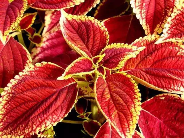 身边常见花卉识别,身边常见的树有哪些