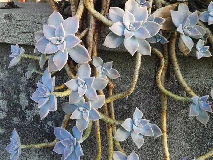 什么多肉夏天也可以继续生长,教你十大多肉养护技巧