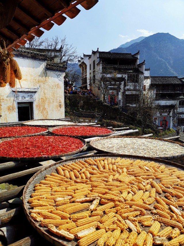 春暖花开我在油菜花田等你,篁岭晒秋我听了风的话