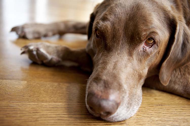 狗狗湿疹为什么越来越严重,狗狗身上湿疹什么样