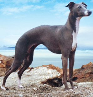 名犬排行榜杜宾,名犬排行榜捷克狼犬