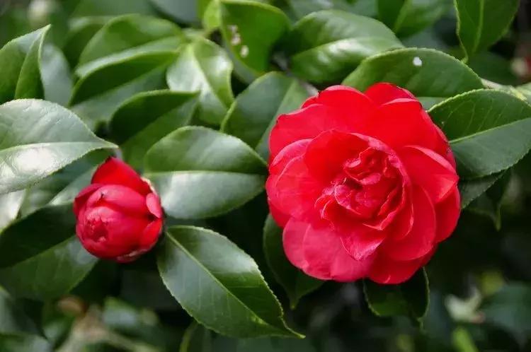 花突然蔫了,注意!你家装修污染可能超标了!