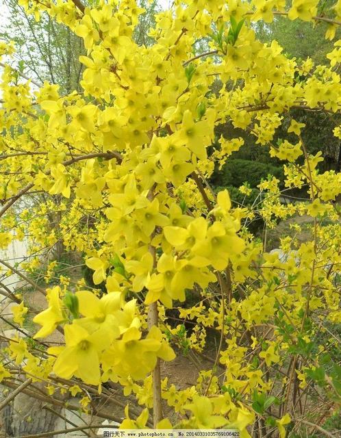 迎春花形态描写作文,迎春花形态特征图片