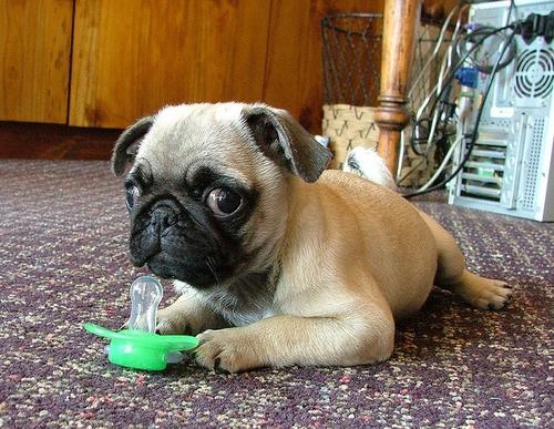 如果你有一只巴哥犬,那么不妨看看这篇文章,或许会收获许多