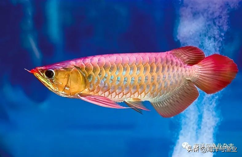 江门海豚公司总经理林震能:不断成长终成行业知名老板