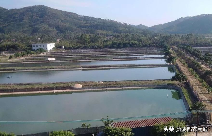 河南适合养殖哪种甲鱼,适合养殖的甲鱼品种