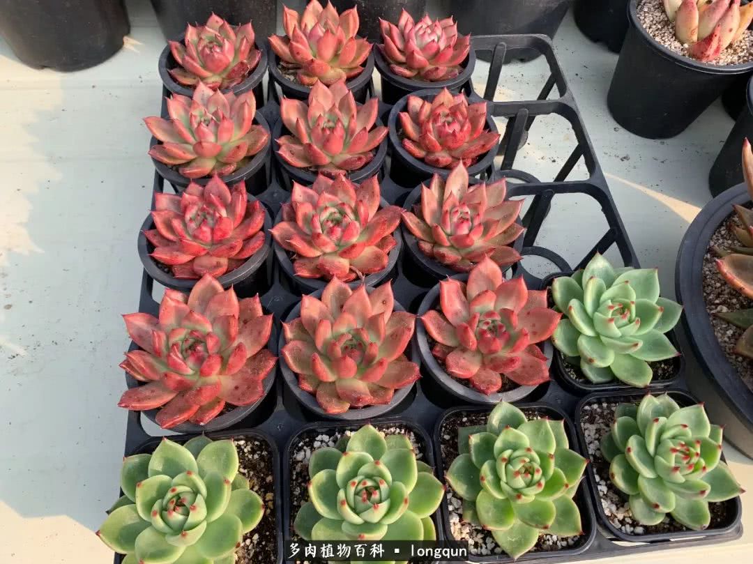 肉叔带你走遍韩国多肉大棚,记一次精彩的采摘之旅