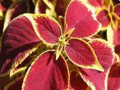 100种花的英文和花语是什么,100种花的花语以及送花礼仪分享