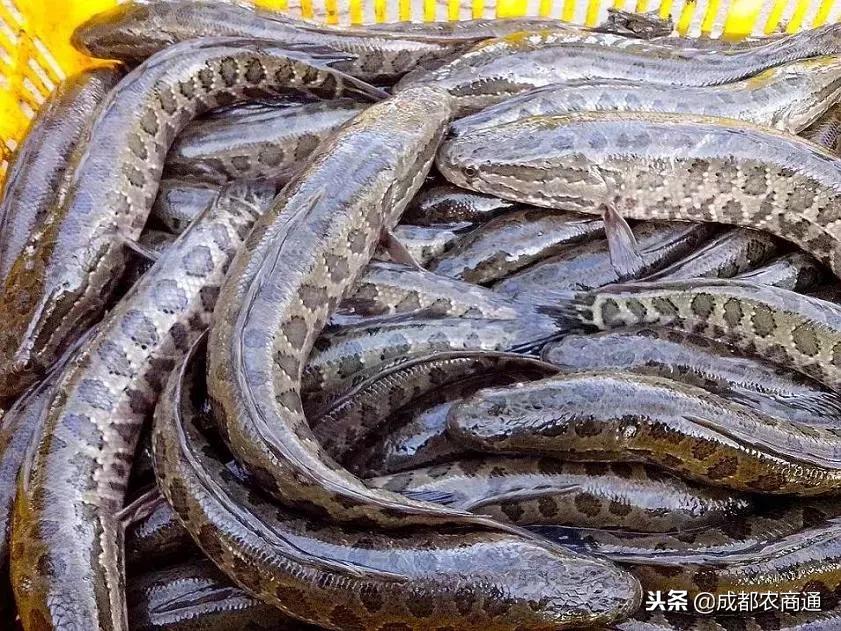 全国黑鱼养殖基地,黑鱼养殖大棚建造