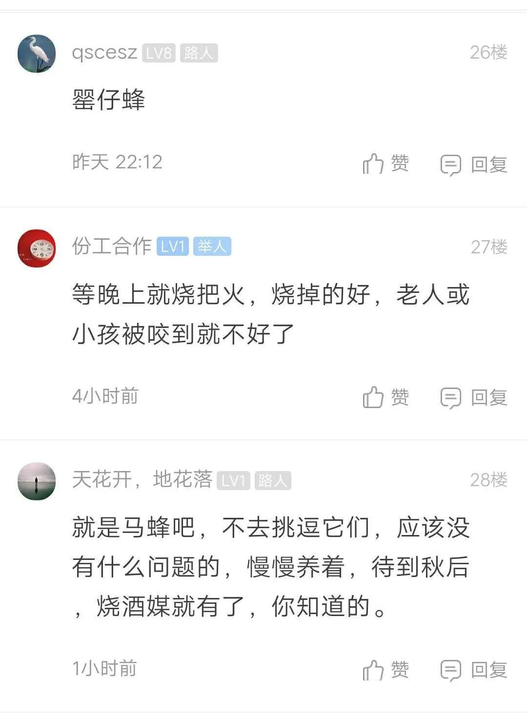 阳台被胡蜂建窝有什么讲究,野蜂在客厅窗户外筑巢是什么征兆