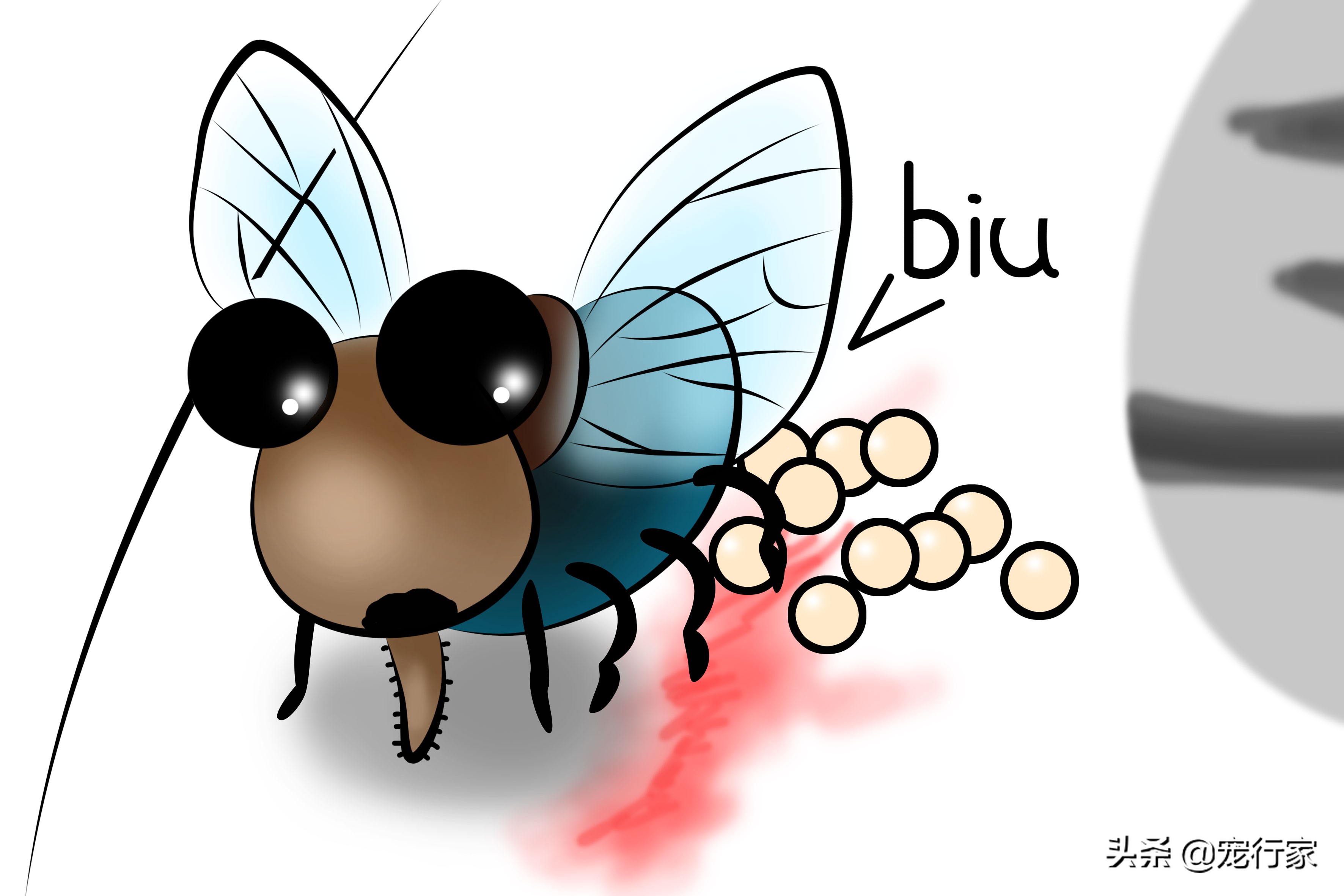 看着猫咪吃美食,看着猫咪吃老鼠猫咪会牙齿软吗