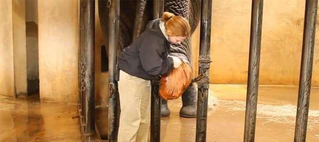 给大象修脚好吗,给大象修脚全过程不说话