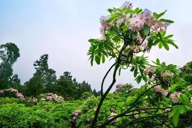 四月芳菲尽黄山杜鹃始盛开,人间四月芳菲尽高山杜鹃始盛开图