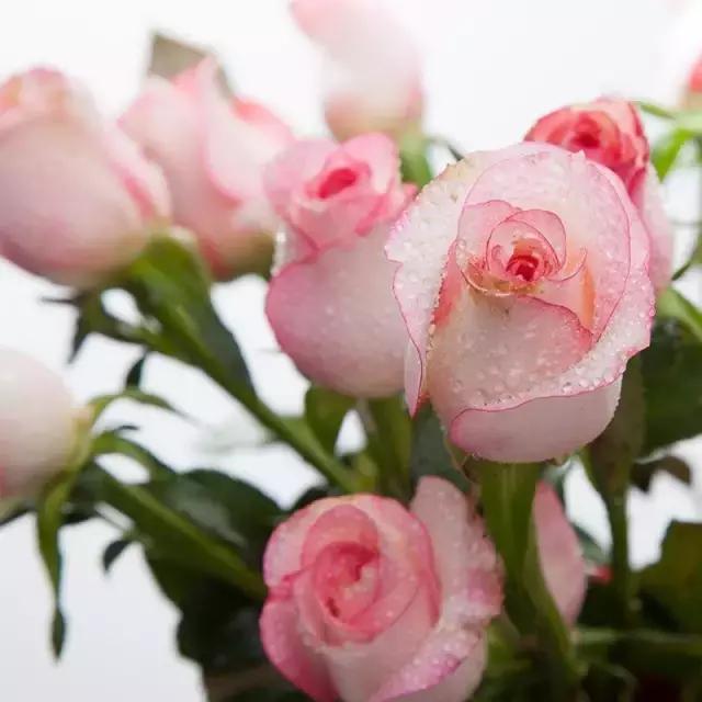 玫瑰大全｜说到玫瑰只能想到红玫瑰的，建议你好看看本文！