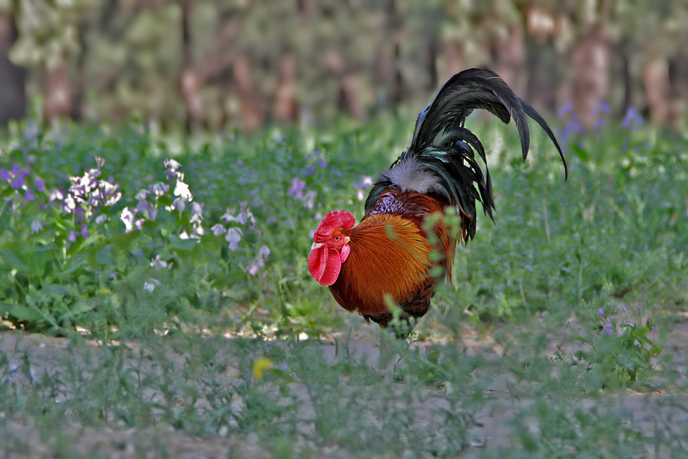 母鸡杀后肚子里的黄油很多,买了一只母鸡肚子里有一颗鸡蛋