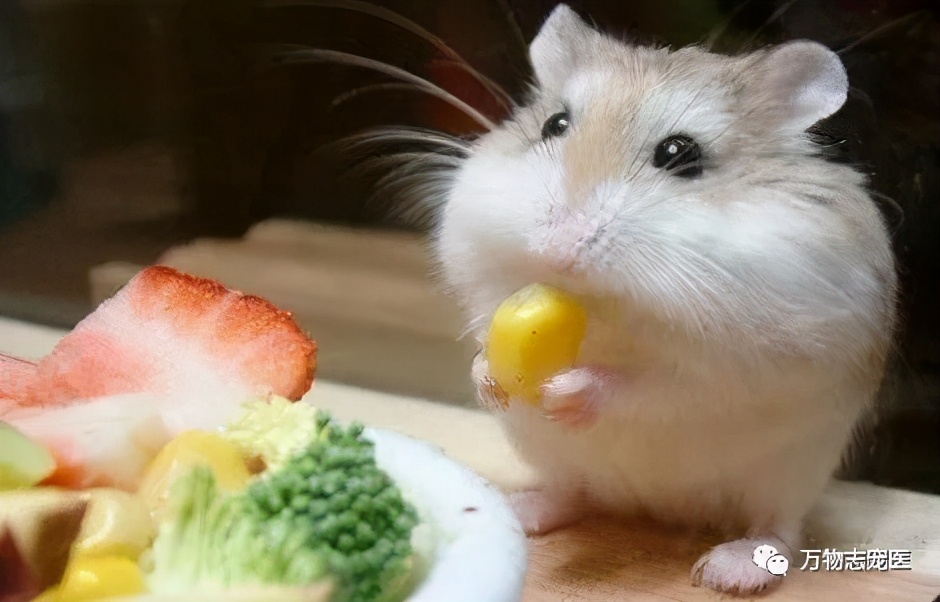仓鼠的常见疾病及应对方法,仓鼠肠道疾病怎么办