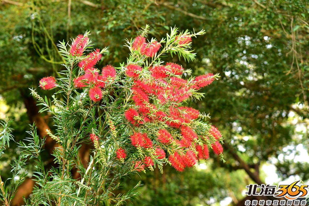「多图」春天来了!北海街头的三角梅、黄花风铃开得好艳